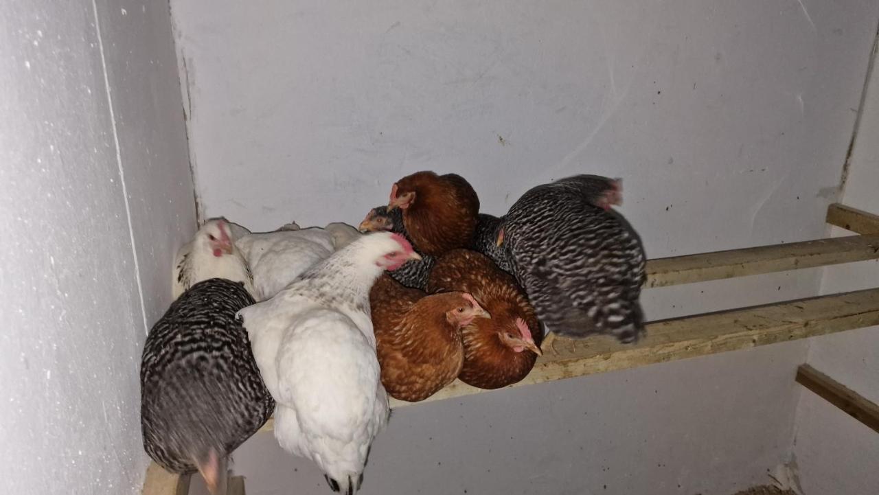 Comberjon Domaine Le Puits Du Moulin Bed & Breakfast エクステリア 写真